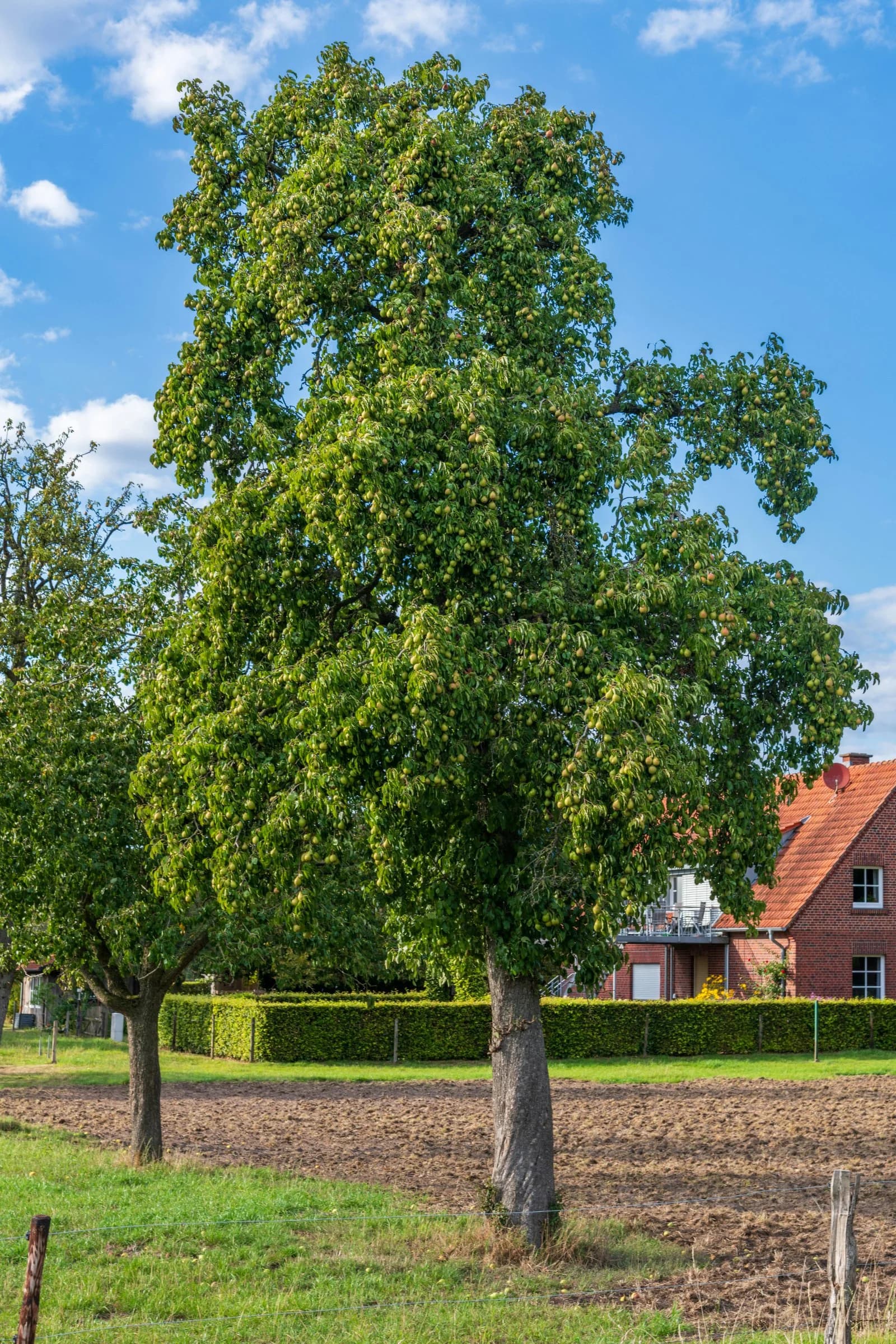 Fachgerechte Baumfällung in Wesel – Laubbäume sicher entfernt